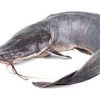 Live Catfish 5kg