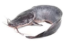 Live Catfish 5kg