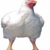 Live Chicken-Full parents cock