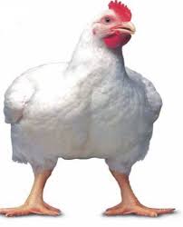 Live Chicken-Full parents cock