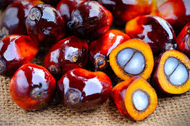 Palm fruit-One paint