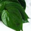 Utazi leaf 1bulk