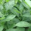 Bitter leaf 1bulk
