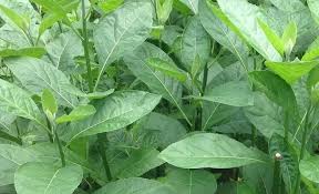 Bitter leaf 1bulk